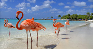 Flamingos enjoying the beach in Aruba.